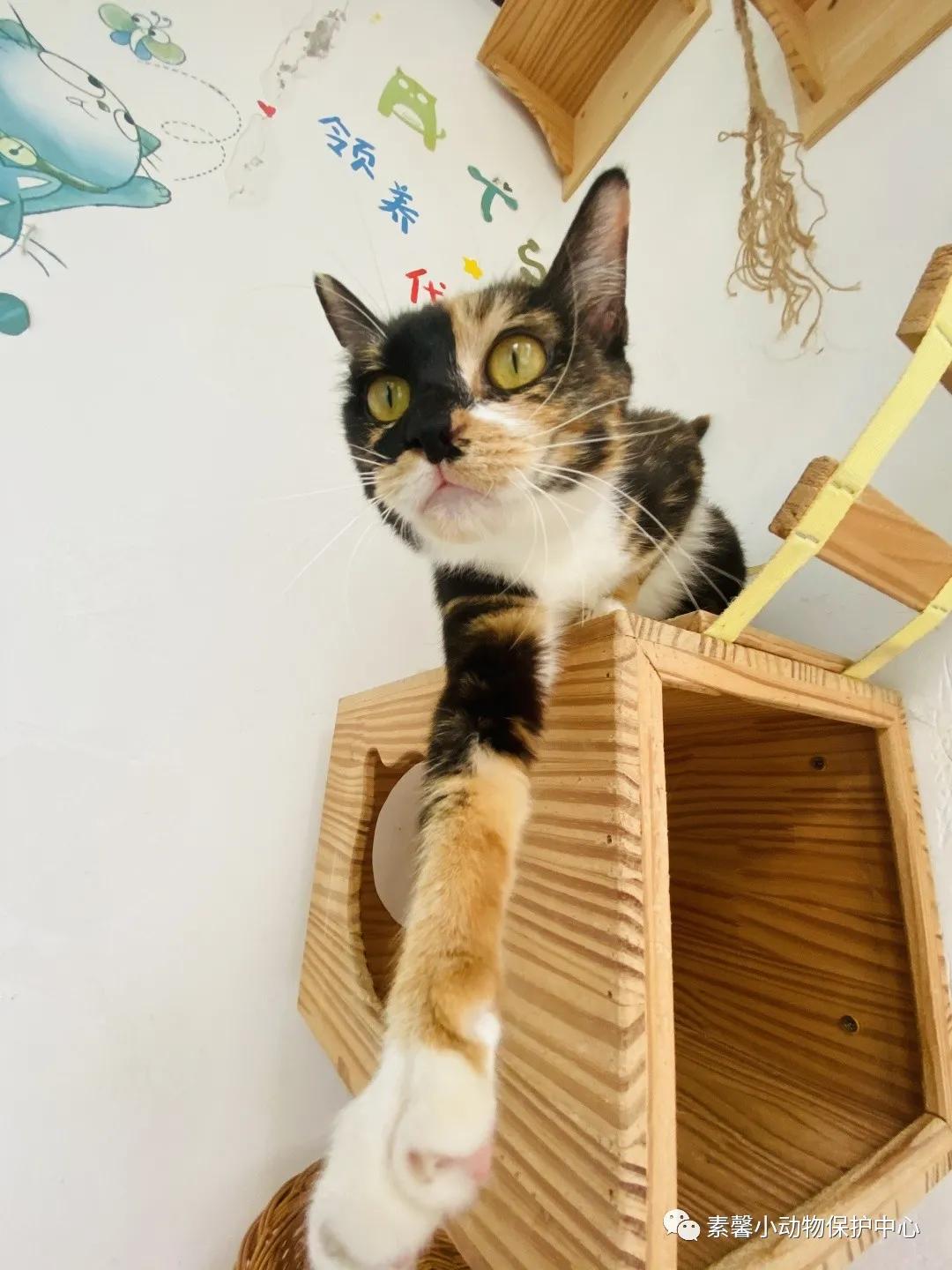 领养代替购买|2021年6月份福州线上宠物领养活动