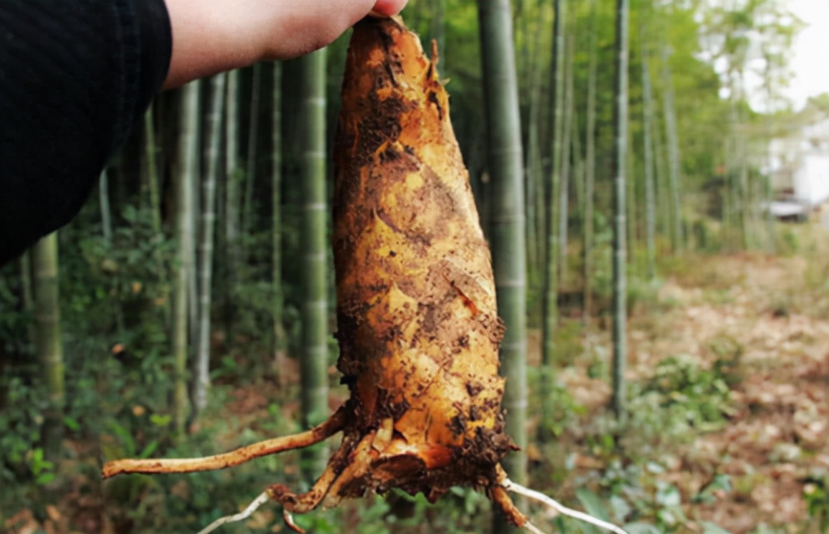 冬笋长在地下很难找,冬笋一斤能吃的有多少