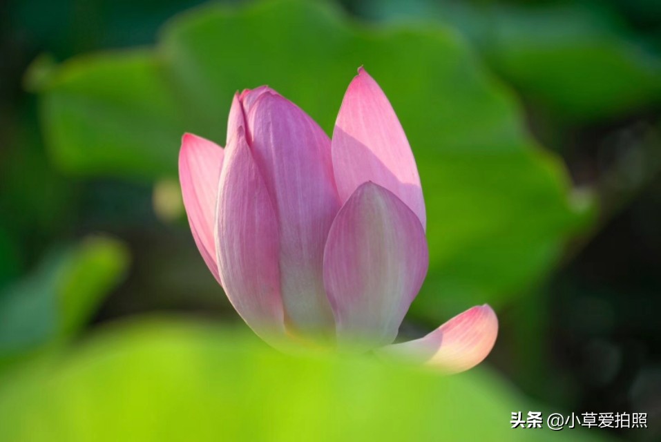 威海羊亭小区,威海羊亭露营