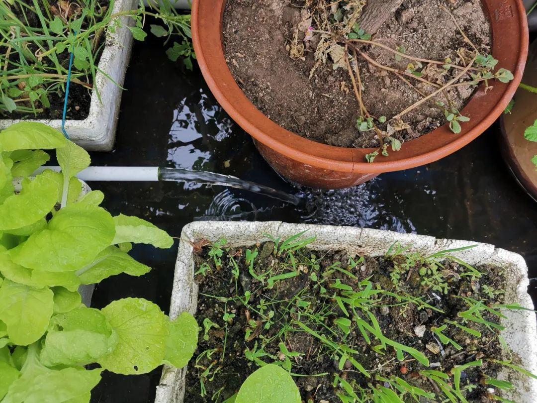 如何防止绿藻缠水泵,水泵会抽走绿藻吗