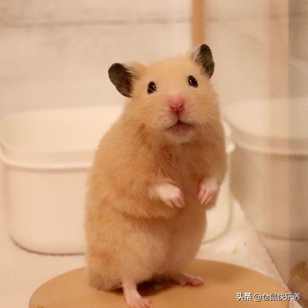 仓鼠幼鼠不爱运动,仓鼠有点不太精神不爱运动变瘦了