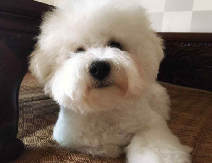 比熊最近几天不吃狗粮是什么原因,比熊突然不吃狗粮怎么回事