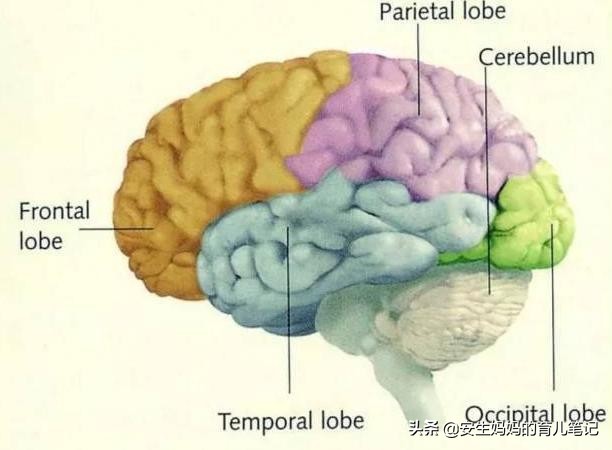 洪兰激活孩子大脑最好的三个方法,洪兰教育孩子的方法