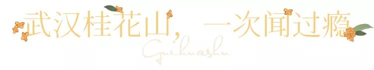 武汉的桂花，香了「美文|科普|导游」