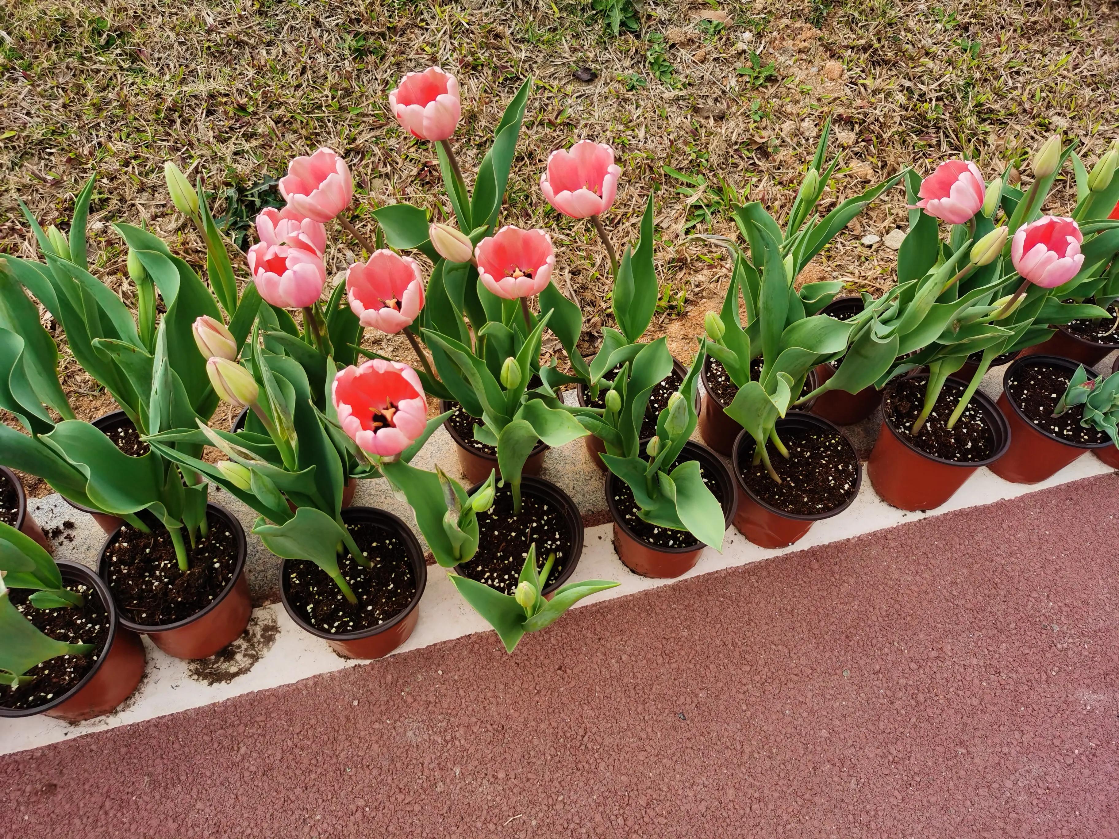 美丽郁金香花海,美丽郁金香gullale小程序
