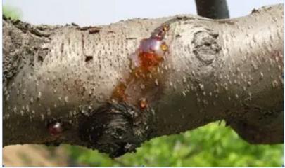 树流胶用什么药防治,桃树流胶最佳防治方法