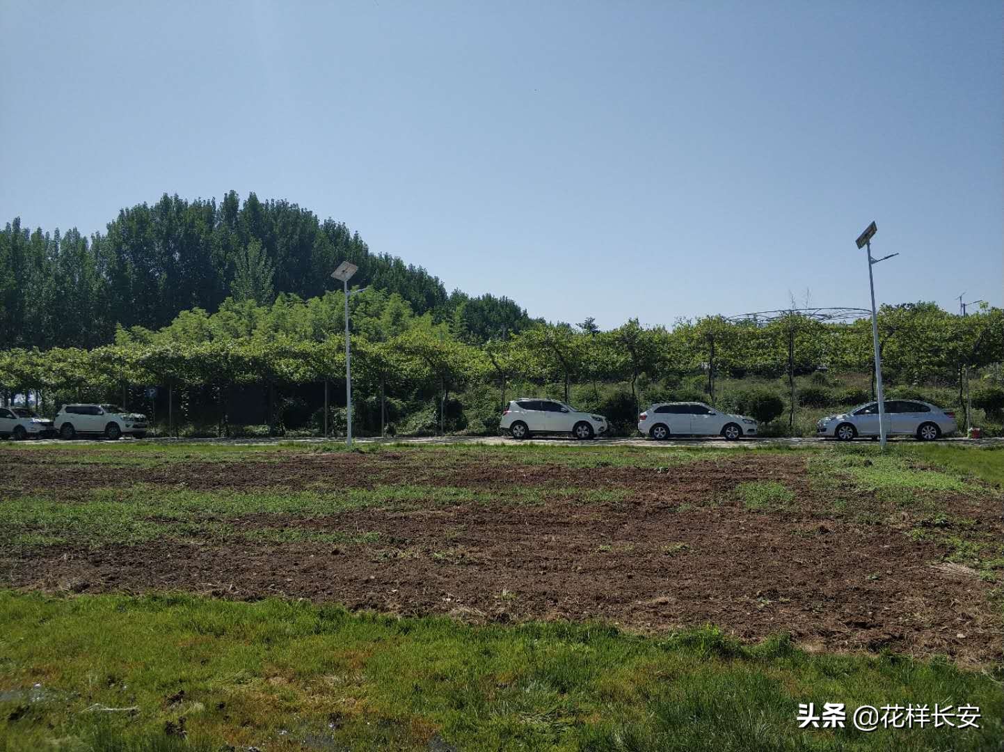 葡萄熟了玩耍视频,葡萄熟了采摘园