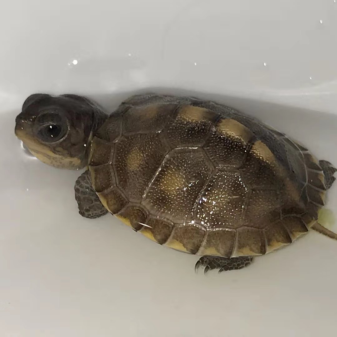 新手养龟最好养哪几种龟,如何分别浅养龟和深养龟