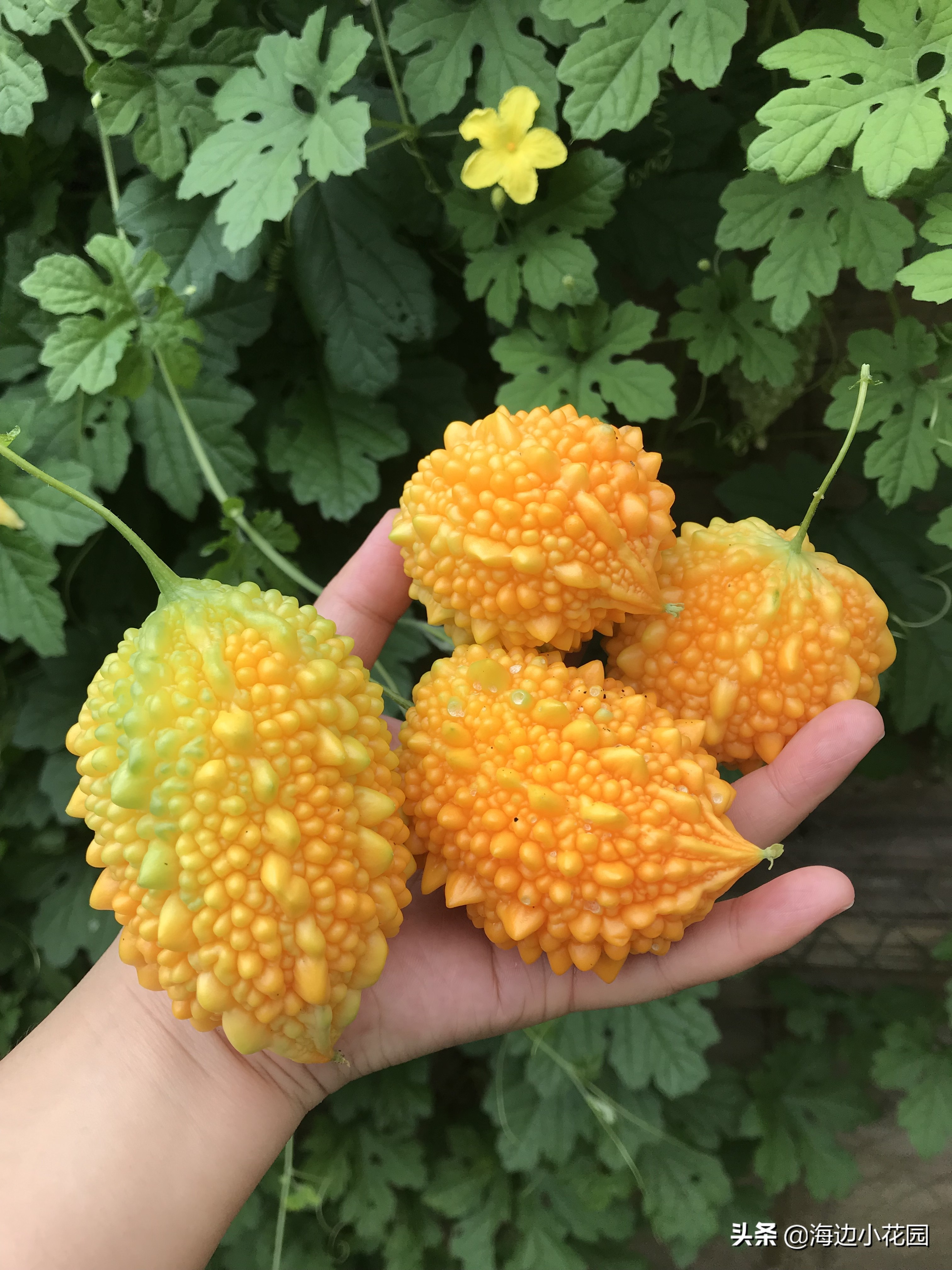 夏天的幸福味道,夏天的味道幸福满满