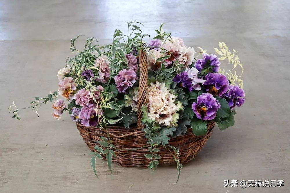 三色堇花卉盆栽,四季开花盆栽三色堇