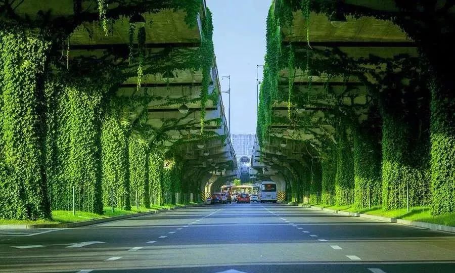 成都二环绿化,成都二环绿植视频