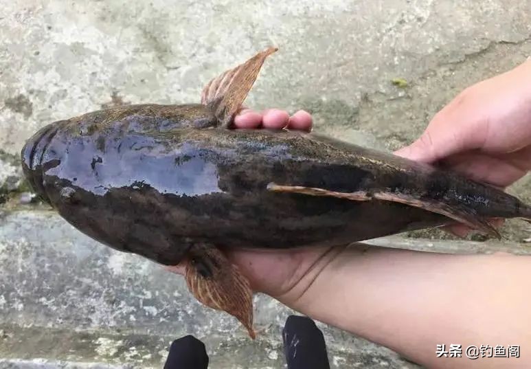 小杂鱼到底能长多大,小杂鱼长得比你想象中的大