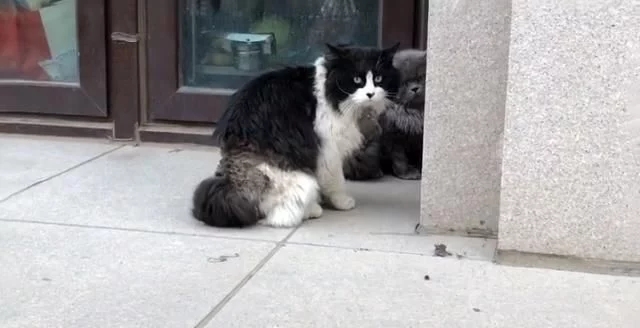 有只蓝猫一直叫,有只蓝猫叫淘气