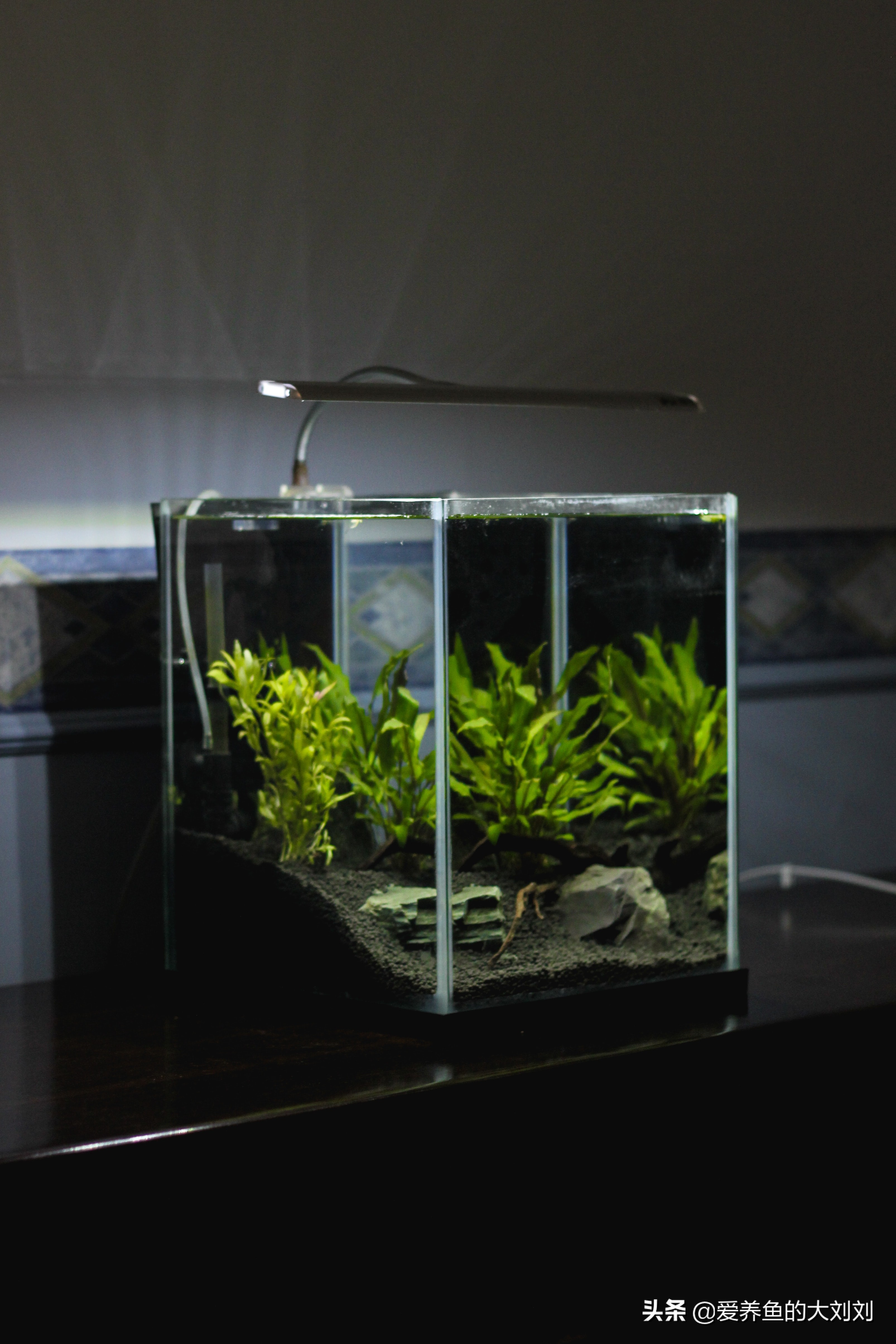 鱼缸是夜间开氧气泵白天开灯是吗,鱼缸的灯需要关了给鱼休息吗