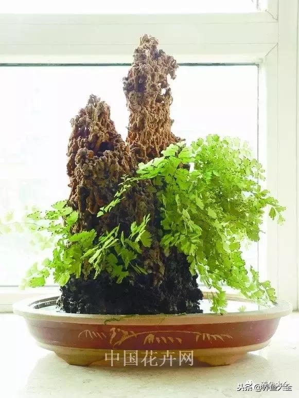 上水石盆景摆放位置,上水石假山盆景怎么养