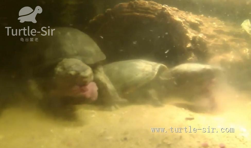 龟缸养龟怎么保持水质清澈,养龟之道如何掌握适宜龟缸水位