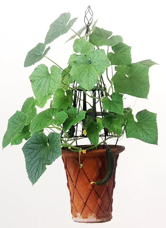 阳台黄瓜的种植如何保水保肥,阳台黄瓜怎么浇水多长时间浇一次