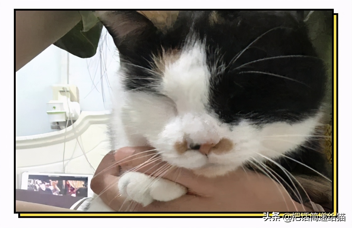 一只猫被另一只打,一只猫被两个人打