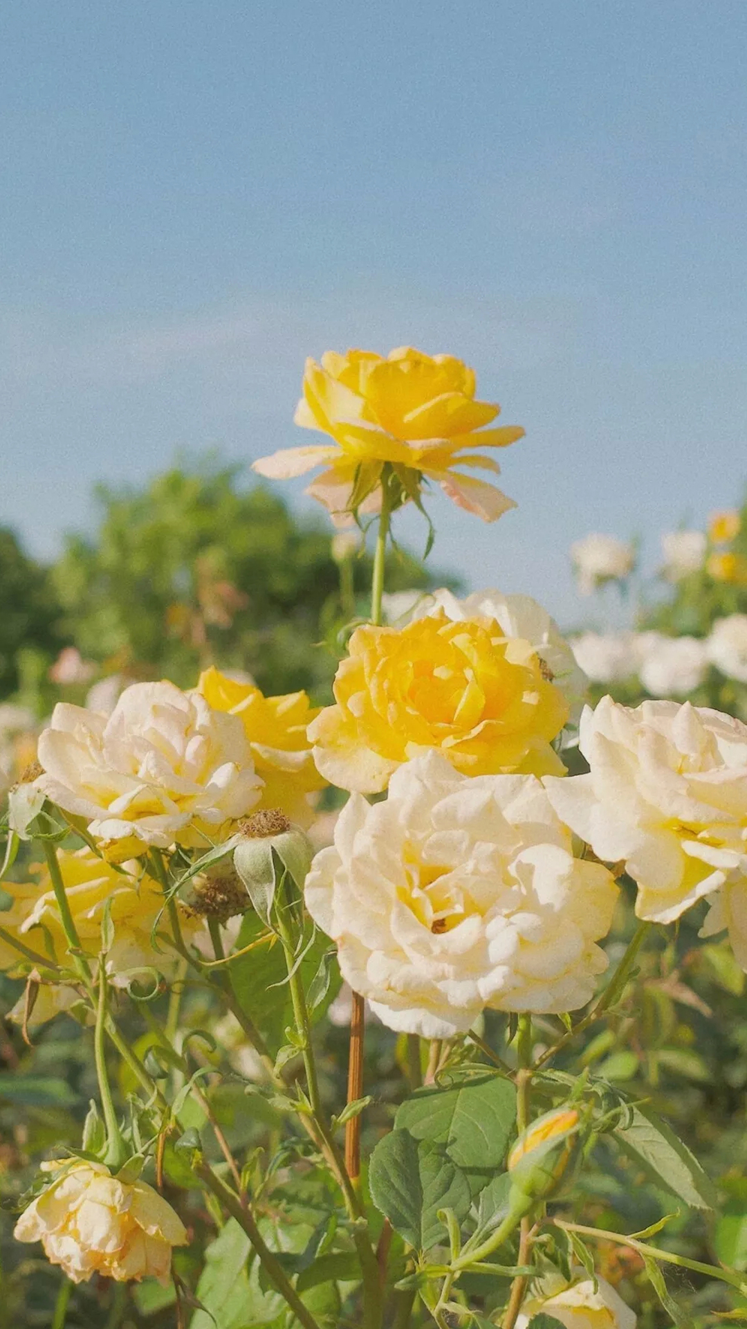 便是人间好时节壁纸,良辰美景好时光手机壁纸