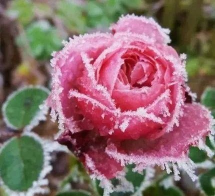 雪中莲笛子,诗歌雪中佳人