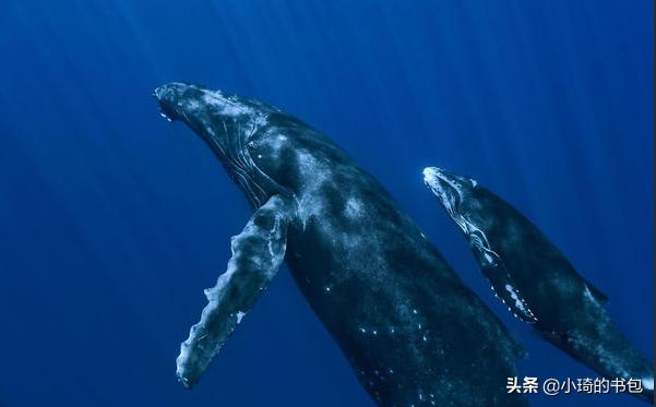 海洋里的动物怎么喝奶,海洋哺乳动物是如何哺乳的