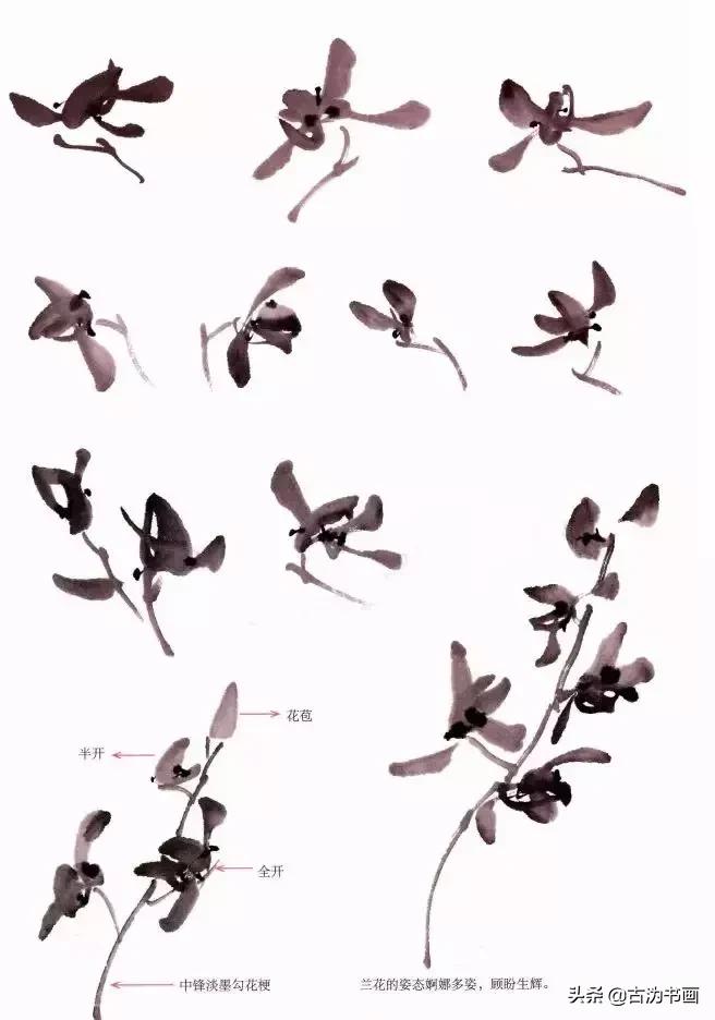 国画兰花技法讲解视频,徐湛国画兰花技法教学