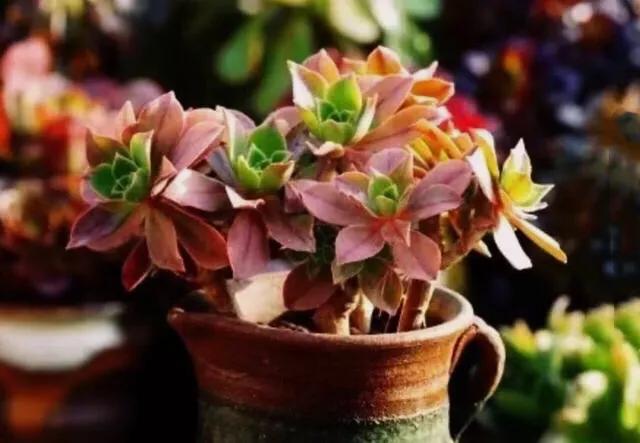 多肉法师韶羞现在能摘心吗,韶羞法师和荷兰玫瑰法师的区别