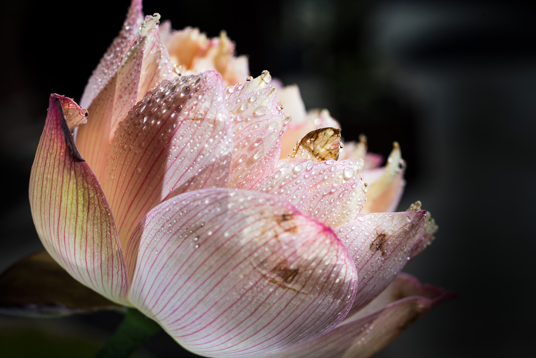 第14篇，尼康相机的标头-2021年元旦快乐