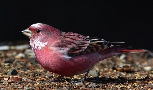 广东常见鸟类图谱和名称图文,东江揽胜鸟类