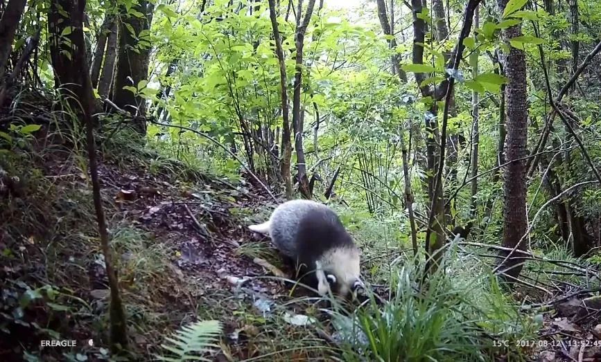 狗獾咬死平头哥,狗獾到底有多可怕