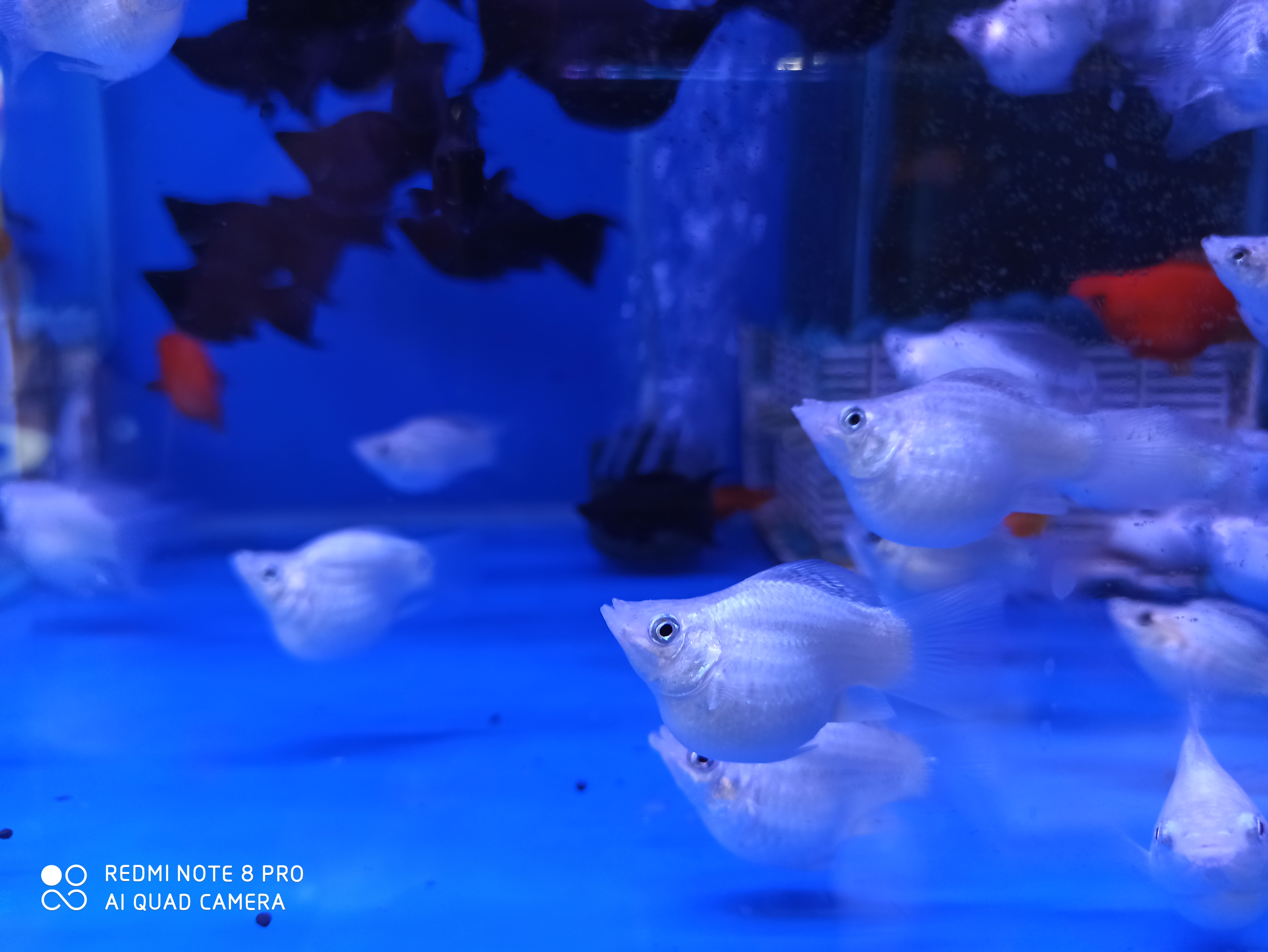 颜色对鱼的吸引力,颜色对锦鲤的影响