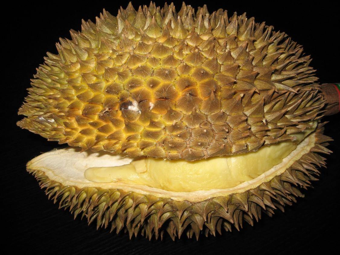 有裂口打开硬的榴莲是死包吗,有裂口的榴莲是不是生的