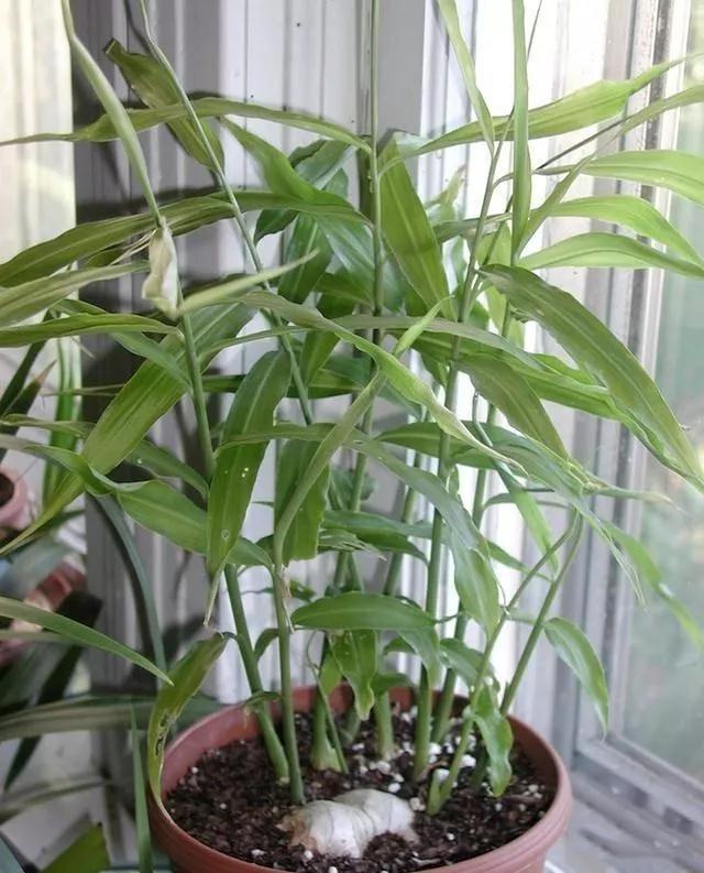 生姜盆景怎么种植,生姜盆景种植方法