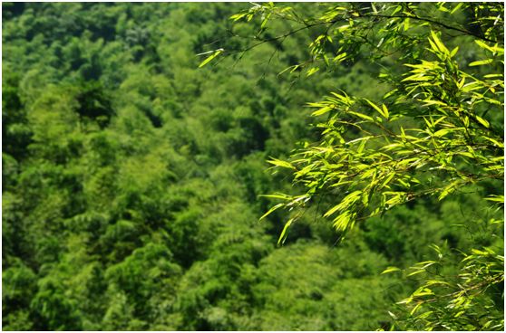 关于春天的颜色,关于春天的景色是什么