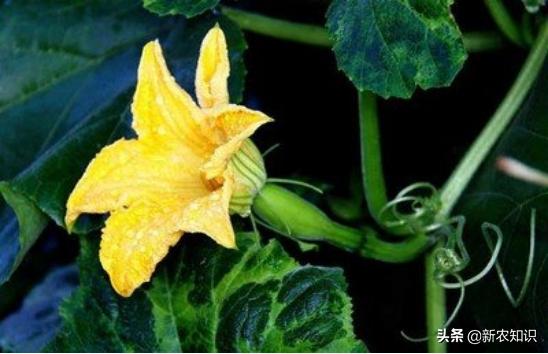 种植南瓜的管理方法,贝贝南瓜种植高产技术视频