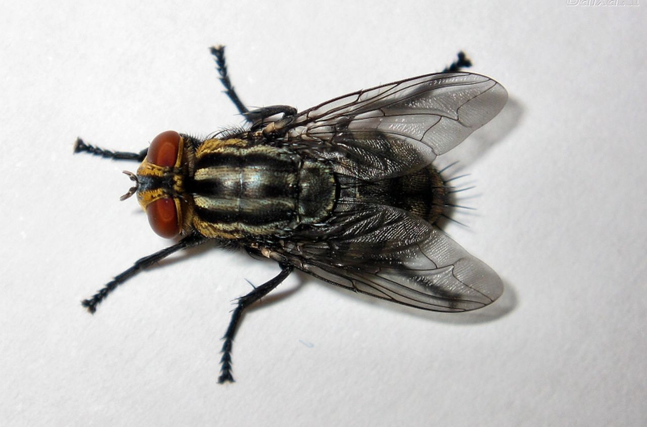 昆虫分类的基本单元,昆虫的分类视频