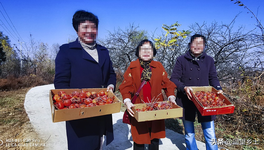 高树上的柿子怎么采摘,柿子在树上摘下来怎么弄才好吃