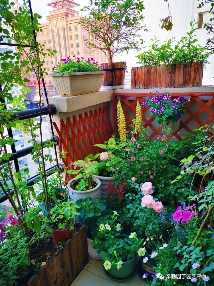 （2021）园丁奖阳台组《008号》星星的花园