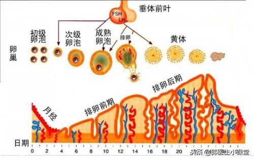 去医院会知道自己以前做过人流吗,以前做过人流可以不告诉医生吗