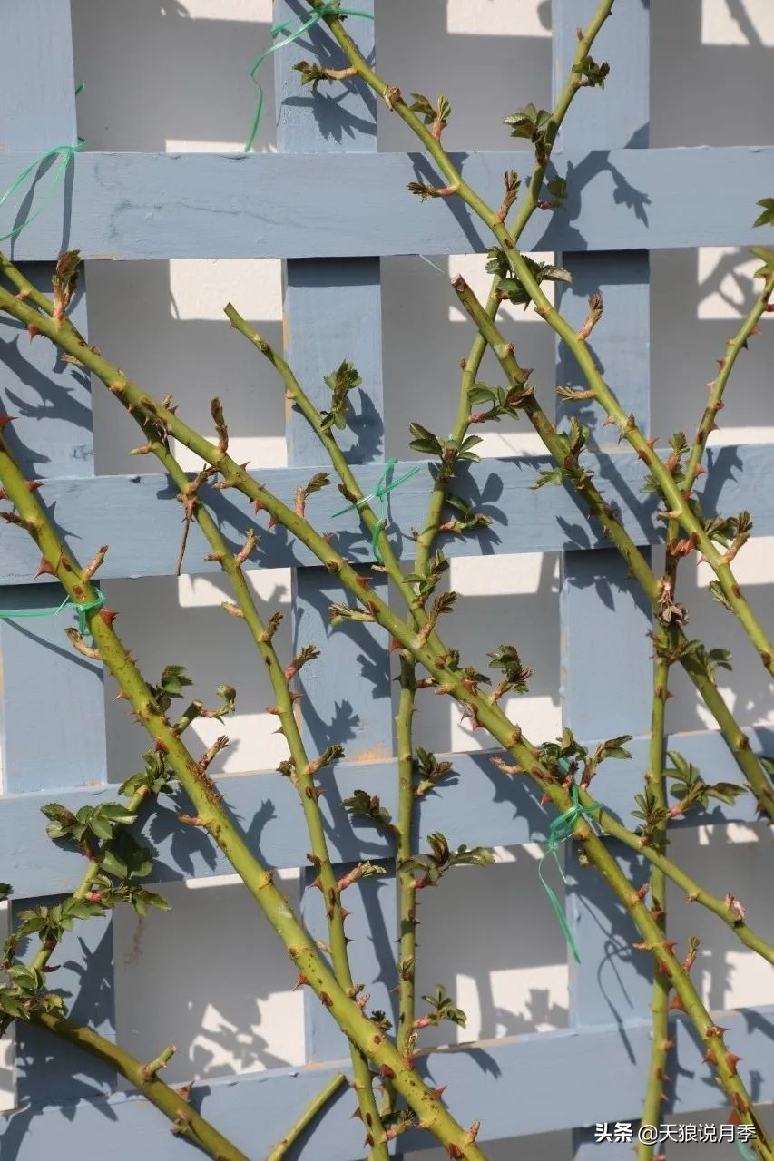 天狼推荐花墙月季品种,天狼月季罗衣花墙