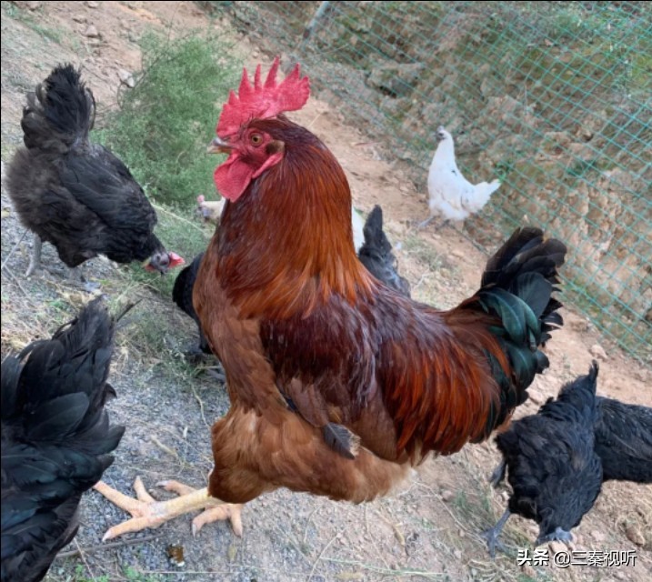 赏千年陶谷观魅力黑瓷品尧头南关瓷坊“三八席”