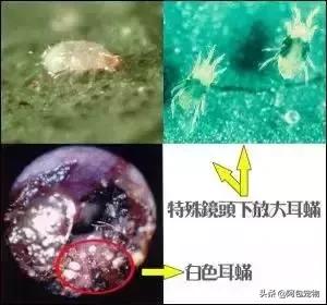 猫咪耳螨传染人吗,耳螨猫咪会传染吗