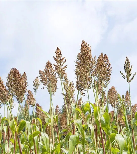梅江杨梅酒开坛节,兰溪梅酒开坛节