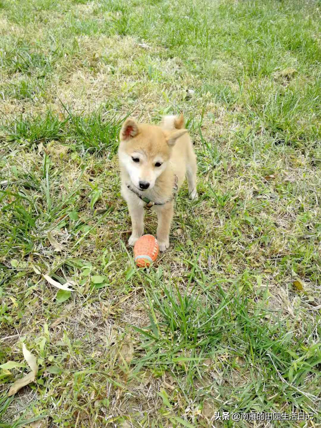 怎么克服严重的恐狗症,为什么怕狗但是自己想养狗