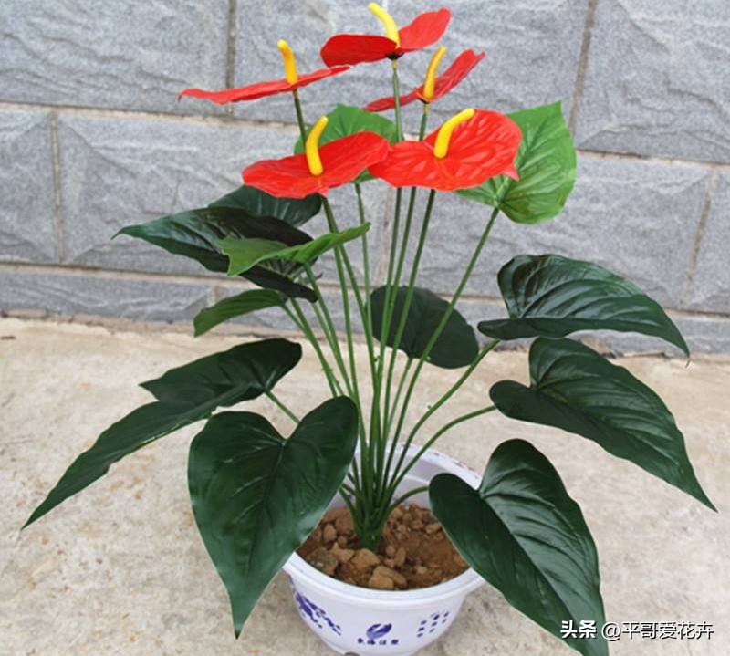 红掌开的花朵干枯发黑什么原因,红掌叶子发黑怎么办视频