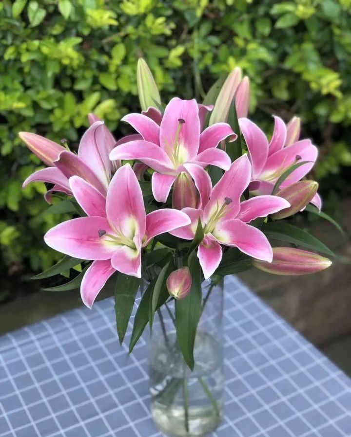 秋日赏花,百合必须要拥有姓名