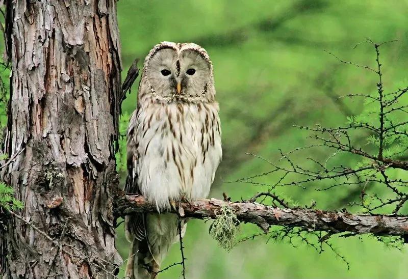 动物界的顶级视力,动物的视力是怎么来的