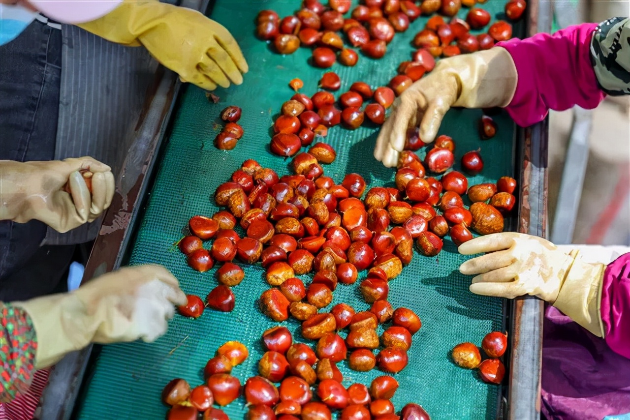 罗田振兴板栗产业,罗田板栗种植业