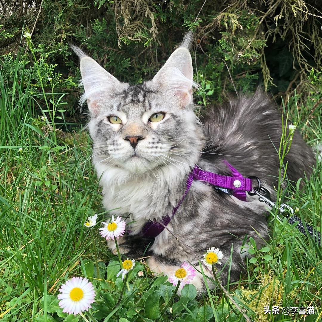 辟谣猫咪真的没有九条命,辟谣猫咪