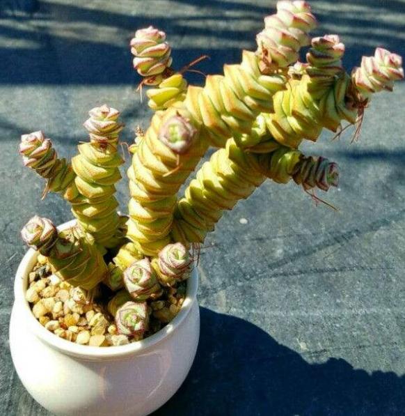 秋天怎么养钱串？4点养护小常识，助你收获满盆小铜钱